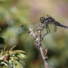 Sympetrum danae