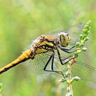 Sympetrum danae