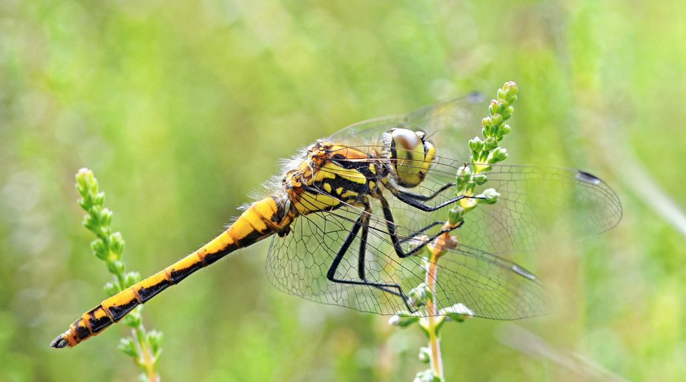 Sympetrum danae