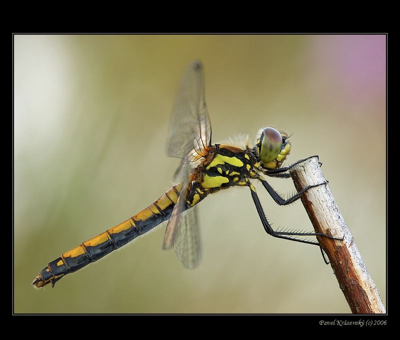 Sympetrum danae