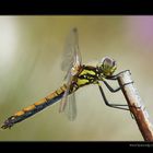 Sympetrum danae