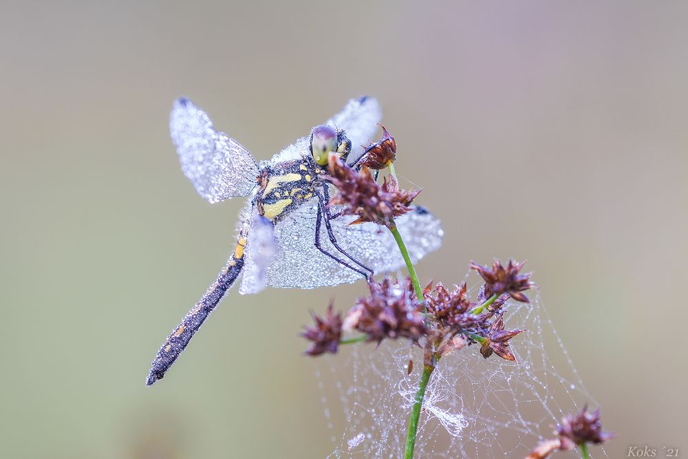 Sympetrum danae