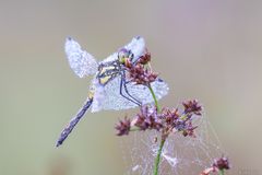 Sympetrum danae