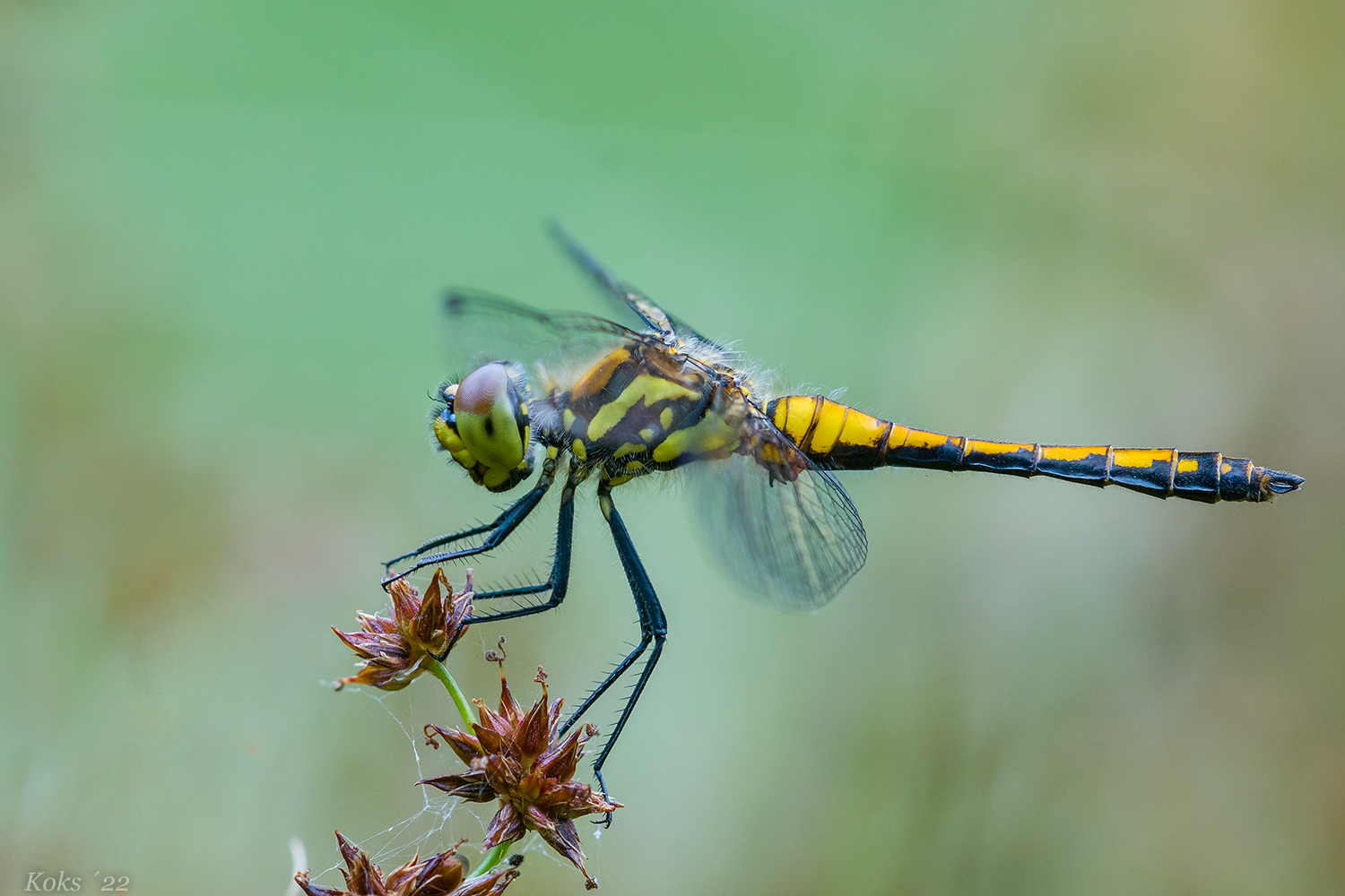 Sympetrum danae Foto & Bild tiere, wildlife, libellen Bilder auf
