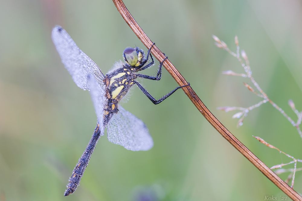 Sympetrum danae