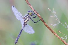 Sympetrum danae