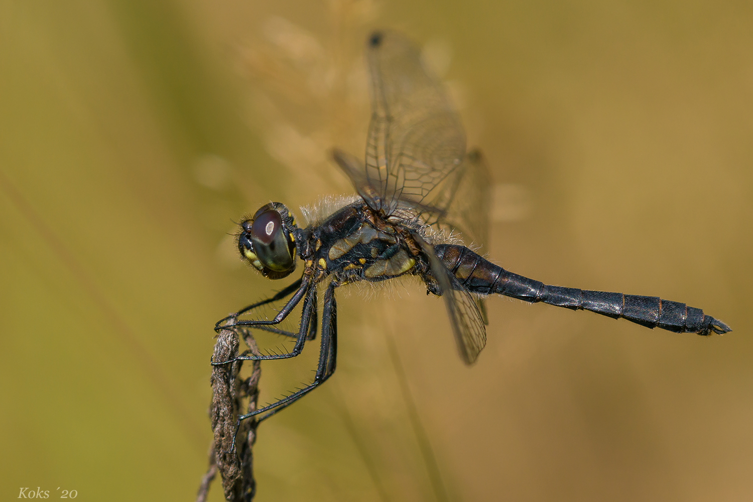 Sympetrum danae - die Schwarze