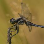 Sympetrum danae - die Schwarze