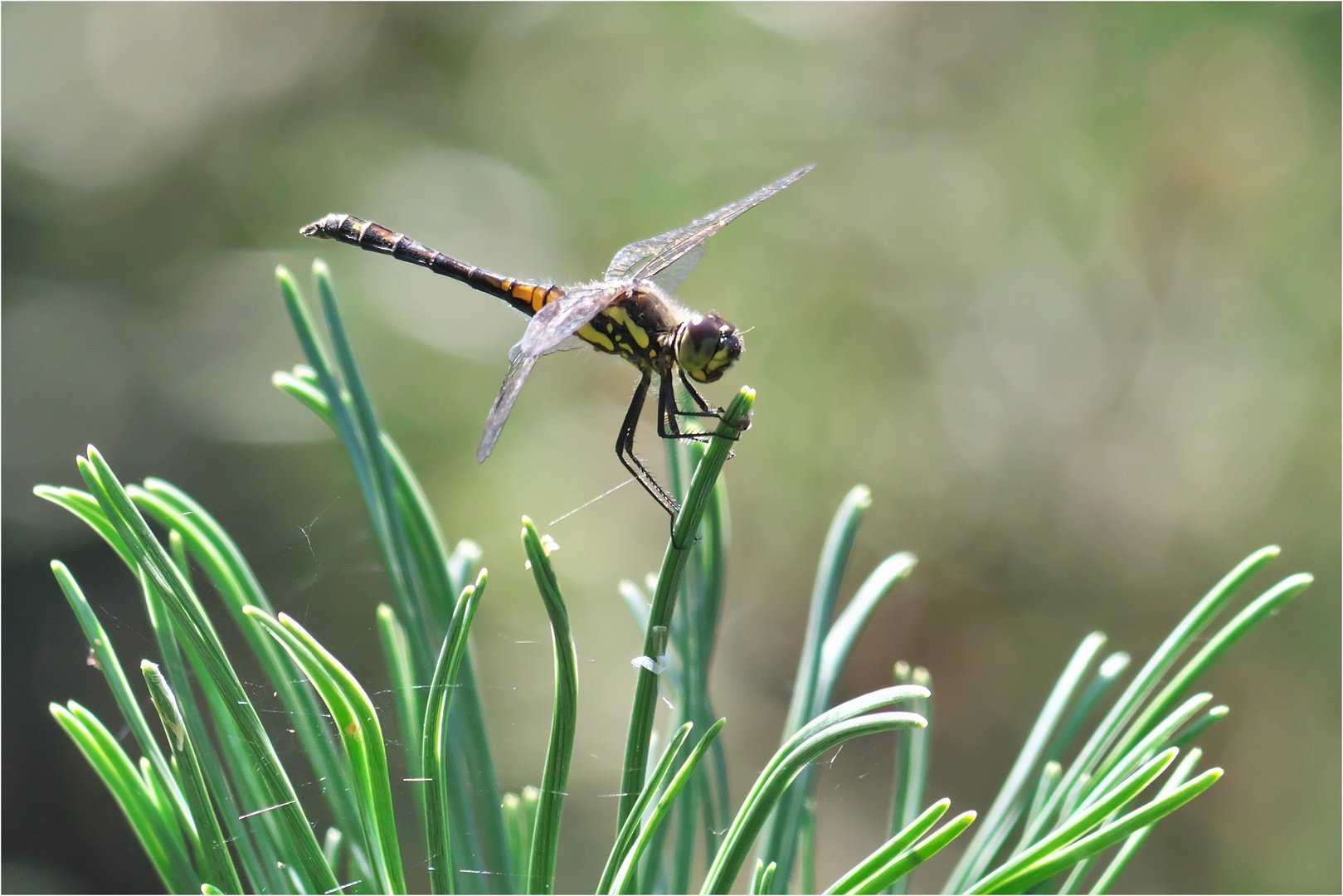 Sympetrum danae