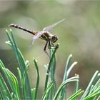 Sympetrum danae