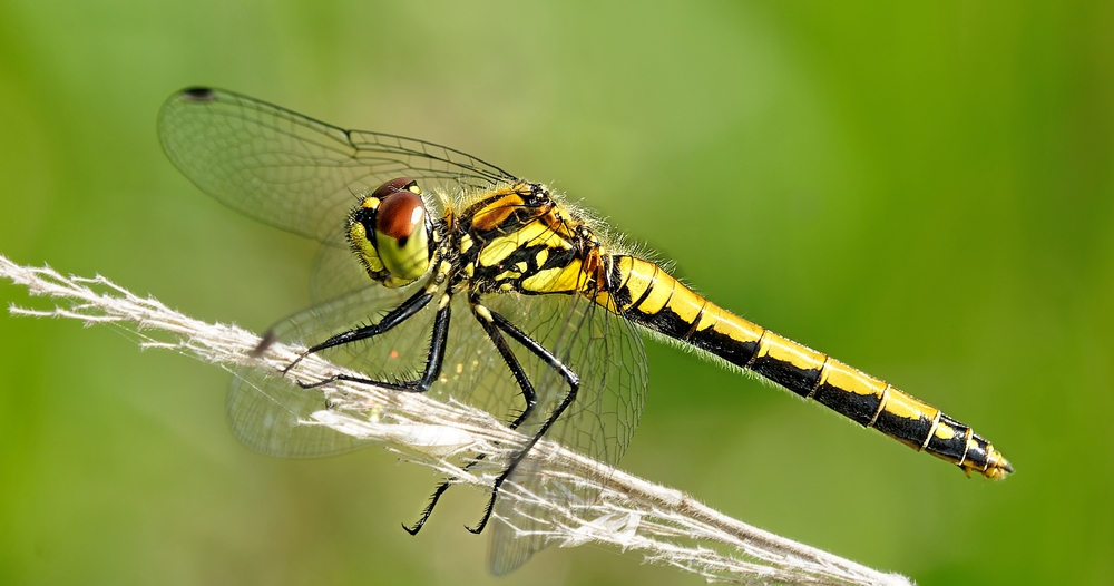 Sympetrum danae