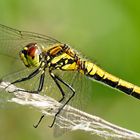 Sympetrum danae