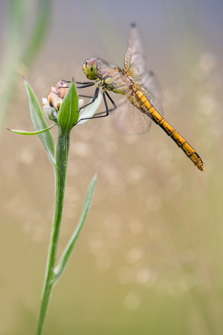 Sympetrum danae female