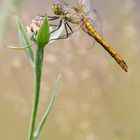 Sympetrum danae female