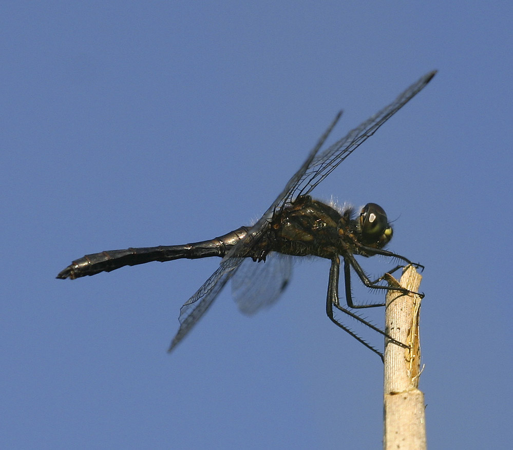 Sympetrum danae männchen - männchen Schwarze Heidelibelle