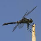 Sympetrum danae männchen - männchen Schwarze Heidelibelle