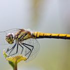 Sympetrum danae ( Schwarze Heidelibelle, Weibchen )