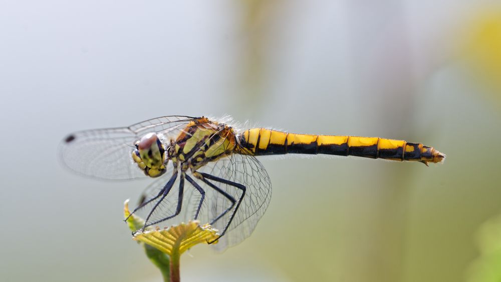 Sympetrum danae ( Schwarze Heidelibelle, Weibchen )