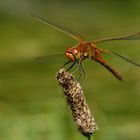 SYMPETRUM DANS LE VENT