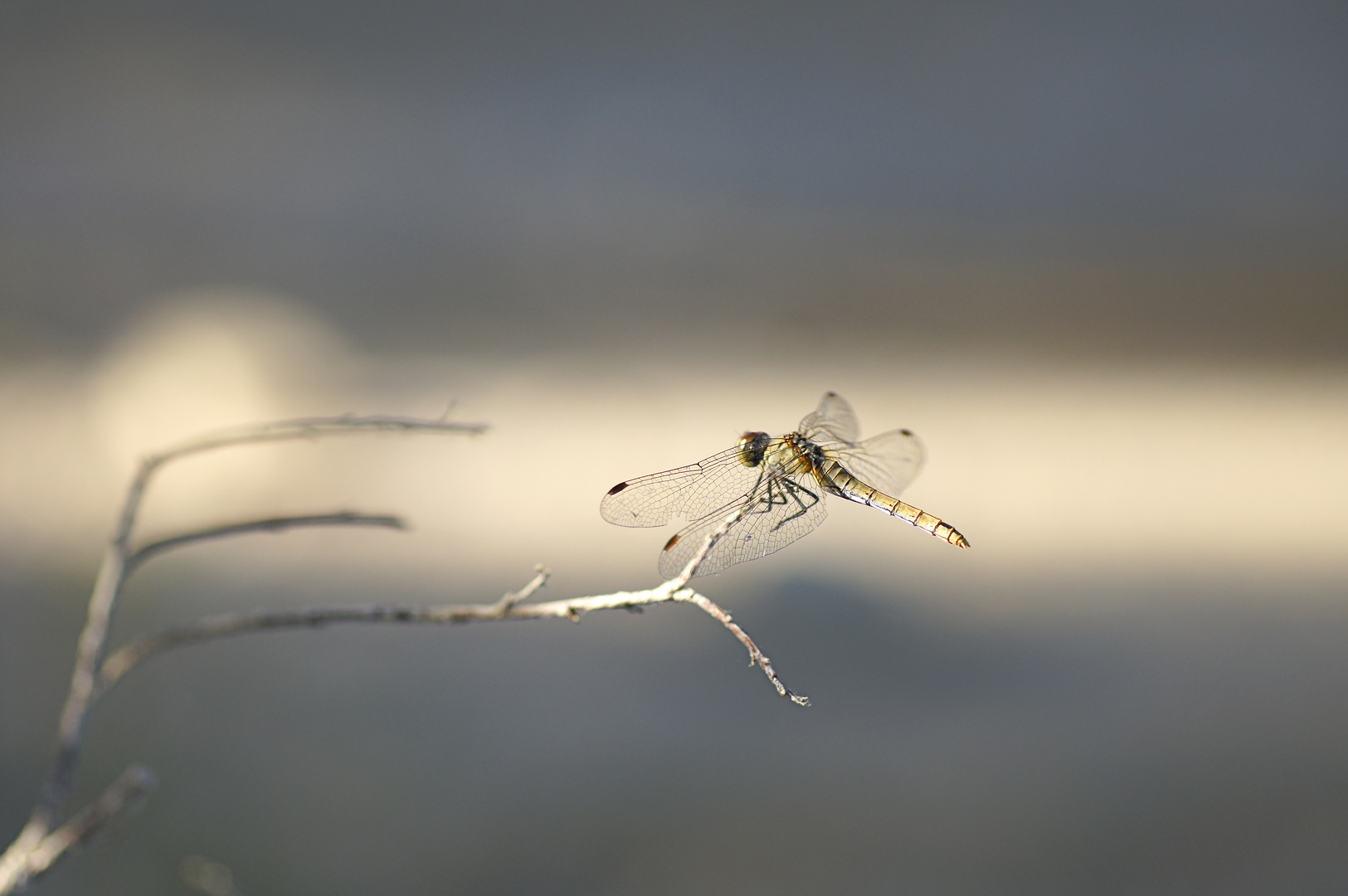 Sympetrum de Fonscolombe