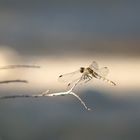 Sympetrum de Fonscolombe