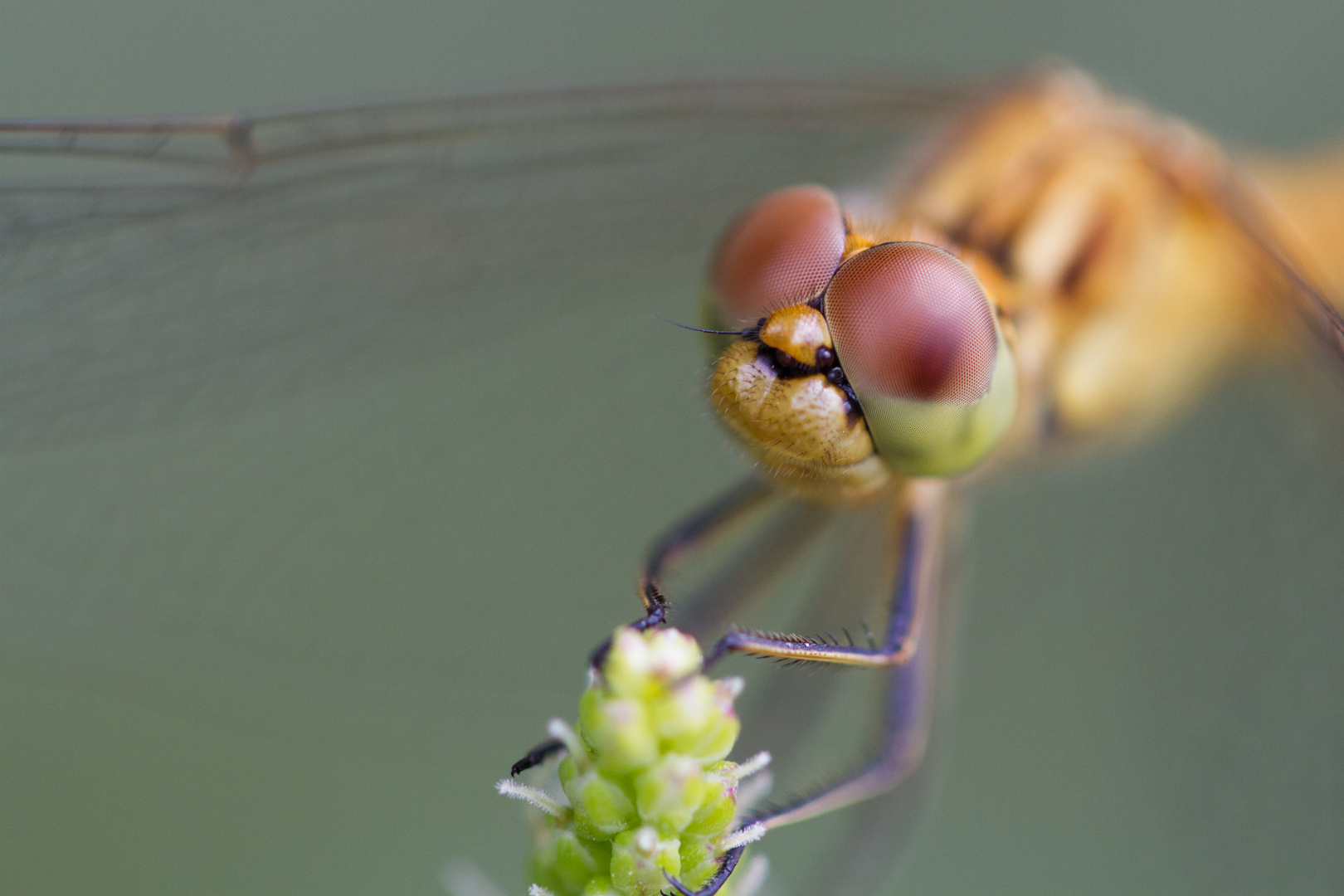 Sympetrum de près