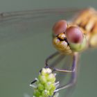 Sympetrum de près