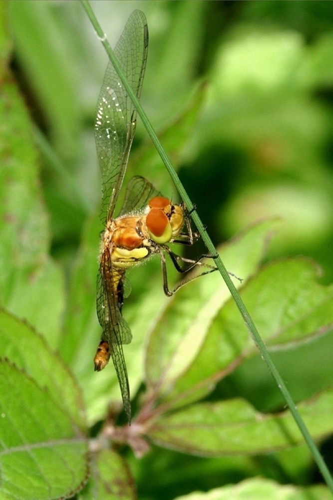 sympetrum déployant ses ailes de Elyane 