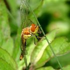 sympetrum déployant ses ailes