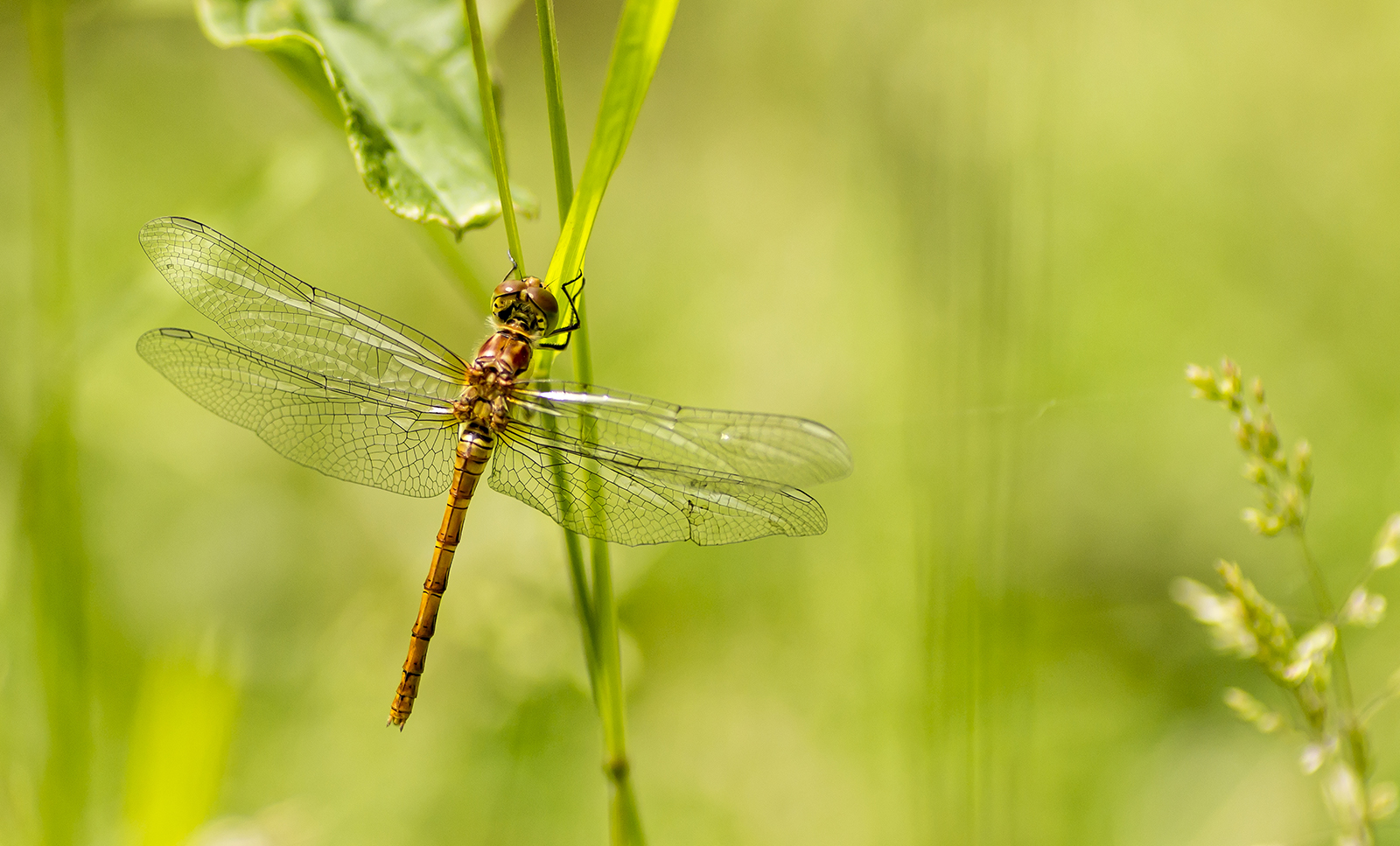 Sympetrum depressiusculum