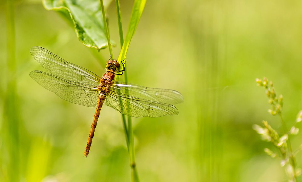 Sympetrum depressiusculum