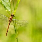 Sympetrum depressiusculum