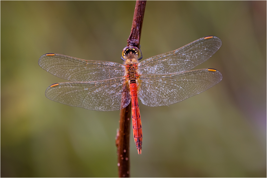 Sympetrum depressiusculum