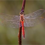 Sympetrum depressiusculum