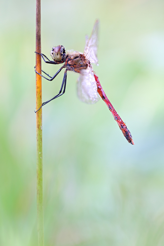 -Sympetrum-depressiusculum-