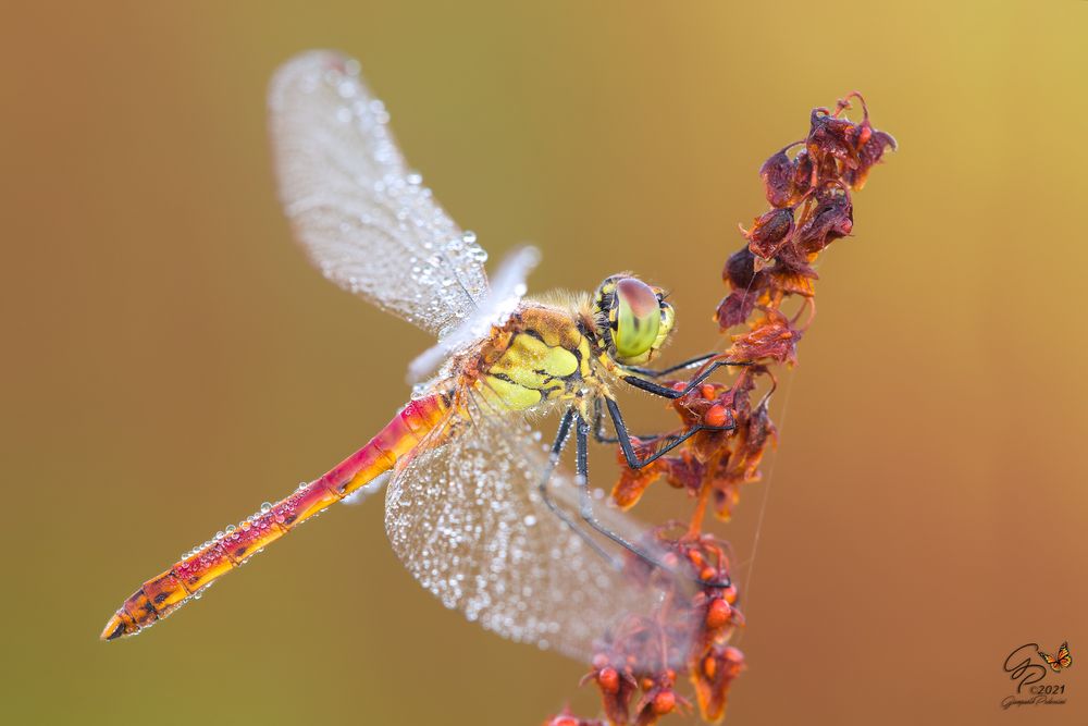 Sympetrum depressiusculum - maschio