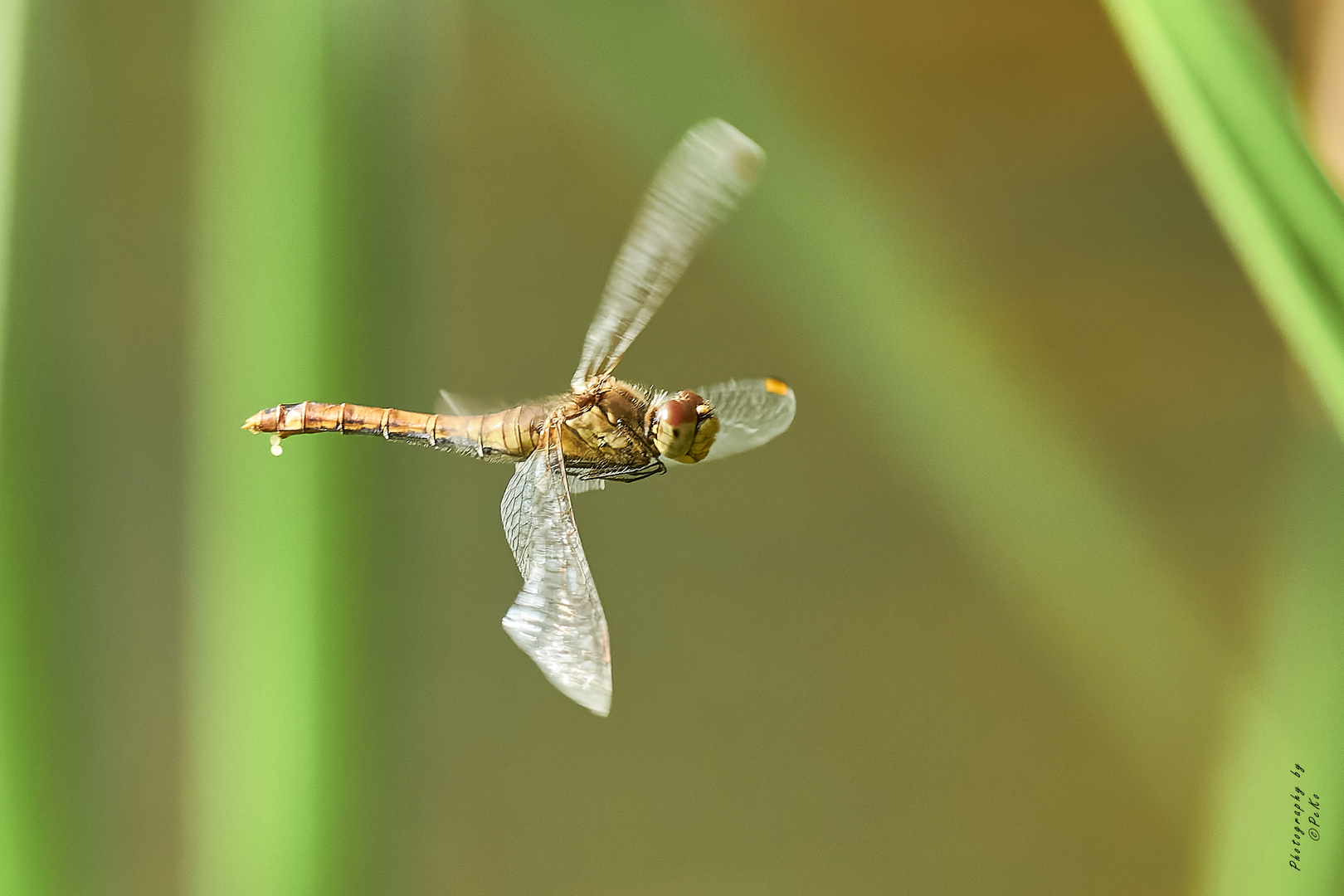 Sympetrum depressiusculum – Sumpf-Heidelibelle