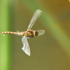 Sympetrum depressiusculum – Sumpf-Heidelibelle