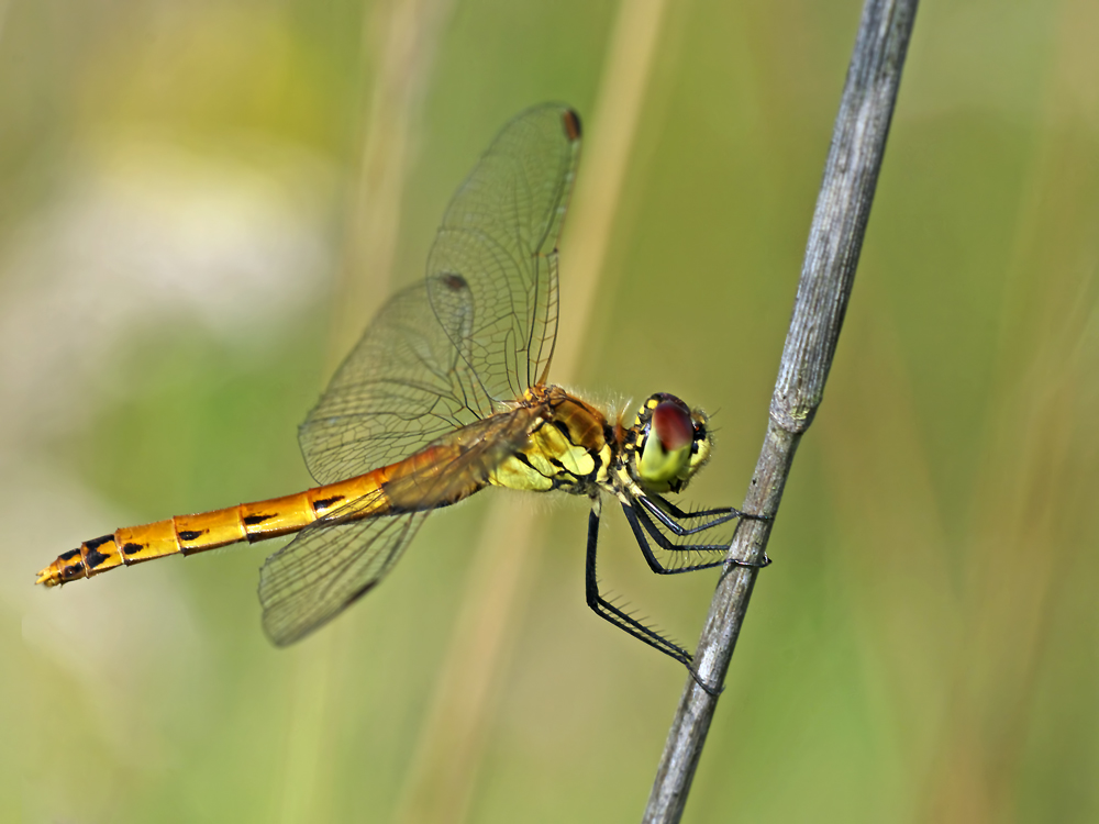 Sympetrum depressiusculum (Sumpf-Heidelibelle)