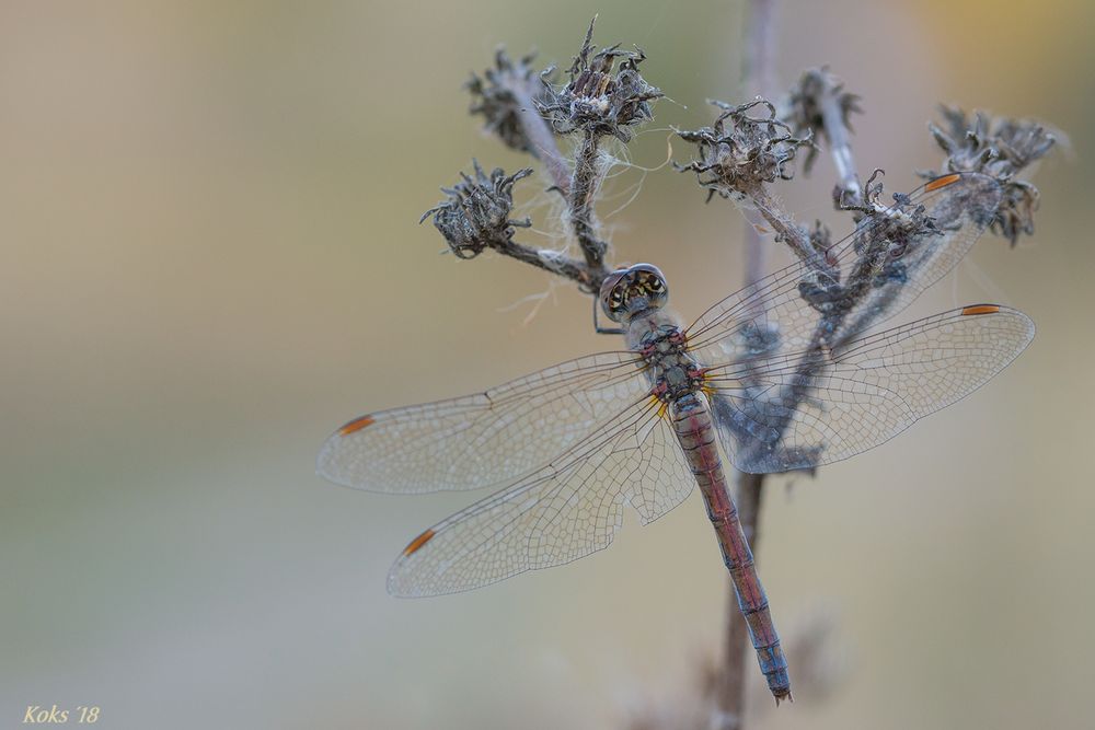 Sympetrum - die Heidelibelle