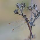 Sympetrum - die Heidelibelle