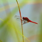 Sympetrum