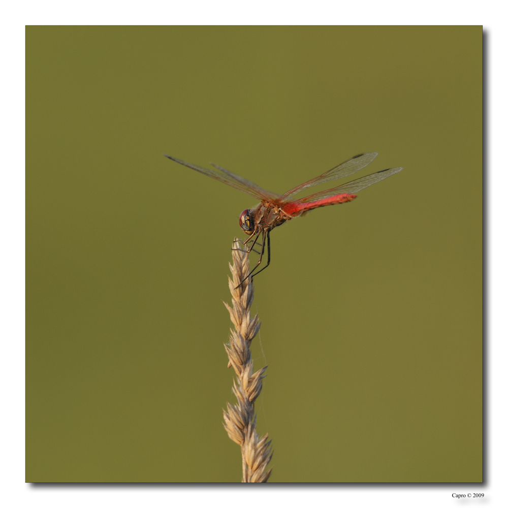 Sympetrum