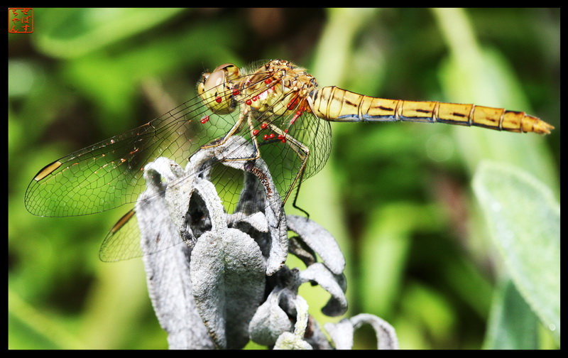 Sympetrum en statique