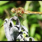 Sympetrum en statique