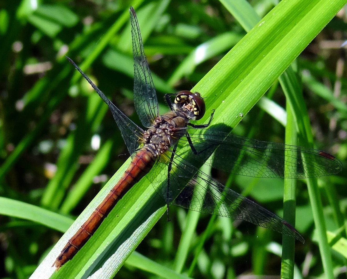 Sympetrum flaveolum 1