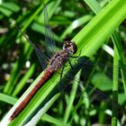 Sympetrum flaveolum 1