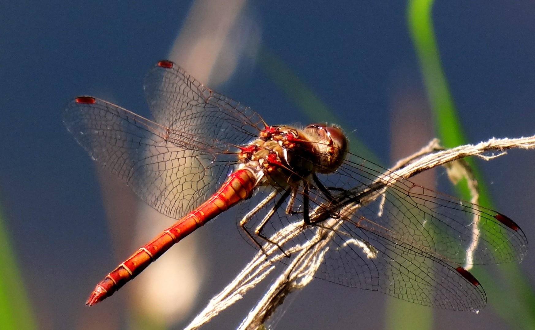 Sympetrum flaveolum