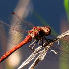 Sympetrum flaveolum