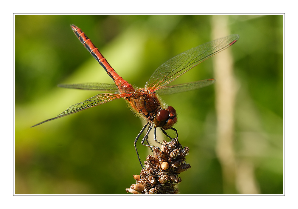 Sympetrum flaveolum